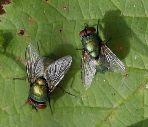 Lucilia sp.
