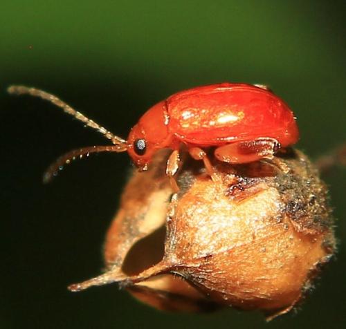 Réf. 352 626 : Longitarsus rutilus