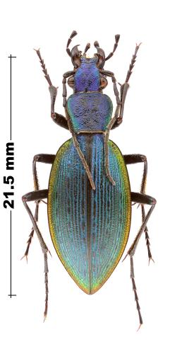Ceroglossus sp.