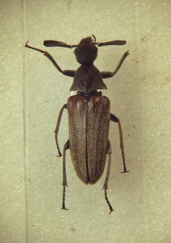 Ptilophorus dufourii