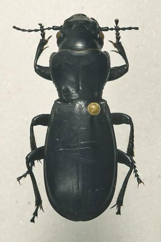 Réf. 352 752 : Percus strictus oberleitneri