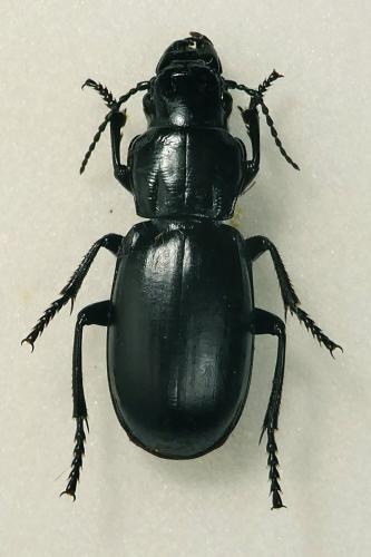 Percus dejeanii
