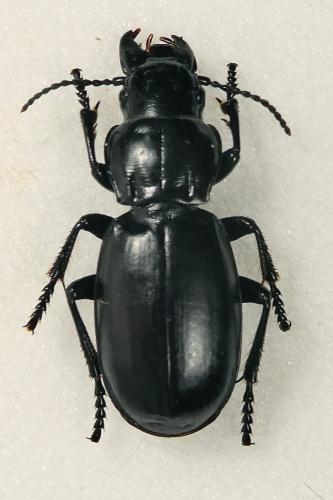 Percus dejeanii