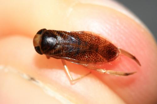 Réf. 352 472 : Paracorixa concinna