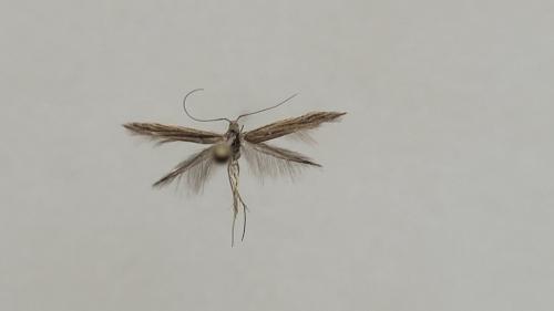 Coleophora sp.