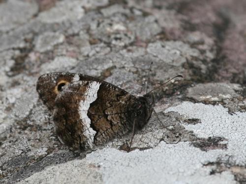 Réf. 352 304 : Hipparchia sp.