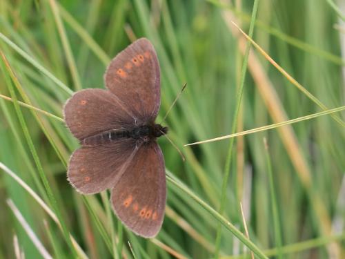 Réf. 352 300 : Erebia sp.