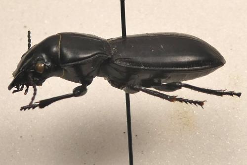 Réf. 352 754 : Percus strictus oberleitneri