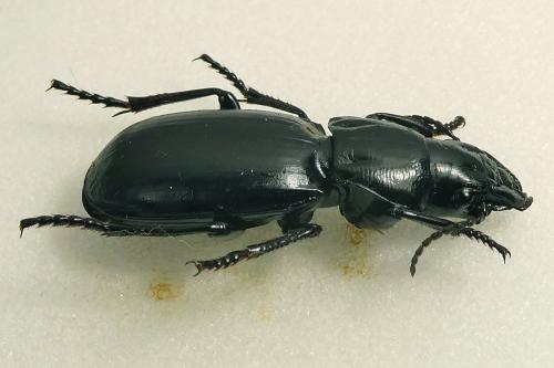 Percus dejeanii