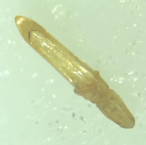 Réf. 352 627 : Longitarsus rutilus