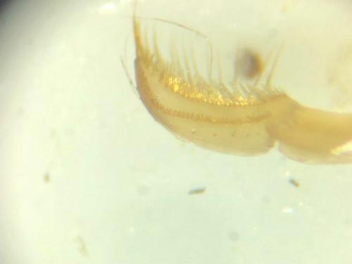 Réf. 352 473 : Paracorixa concinna
