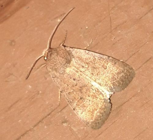 Réf. 352 998 : Hoplodrina sp.