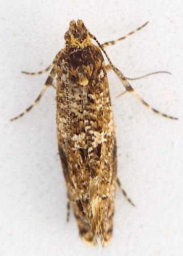 Réf. 352 737 : Acrolepia autumnitella