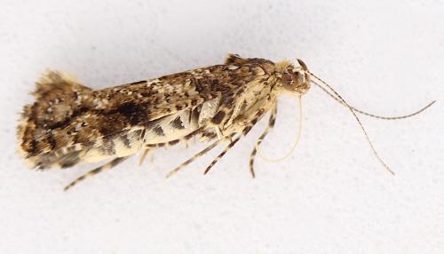Acrolepia autumnitella