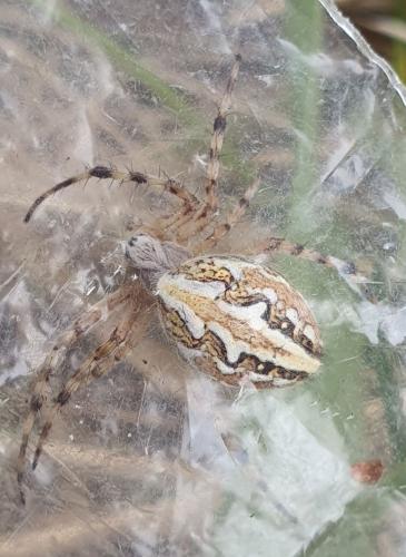 Réf. 352 816 : Aculepeira armida
