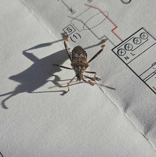 Réf. 352 008 : Leptoglossus occidentalis