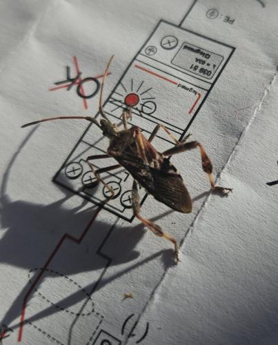 Réf. 352 006 : Leptoglossus occidentalis