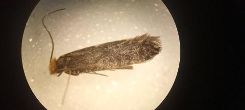 Monopis sp.