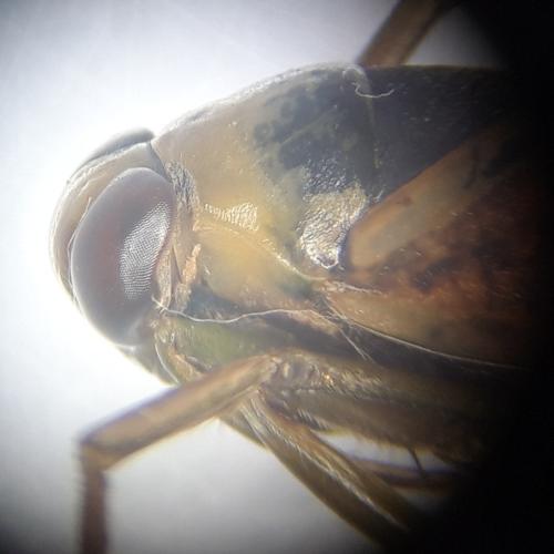 Notonecta maculata