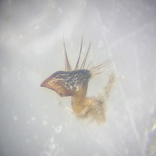 Notonecta maculata