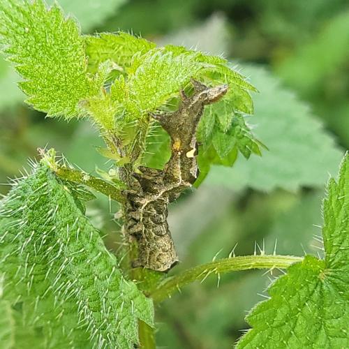 Abrostola triplasia