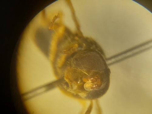 Ferdinandea ruficornis