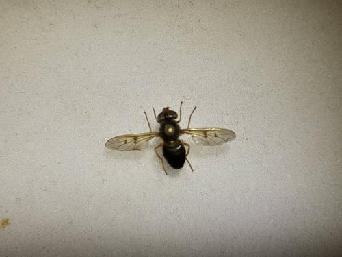 Ferdinandea ruficornis