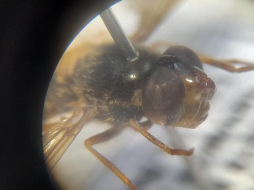 Ferdinandea ruficornis