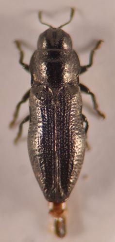 Aphanisticus pusillus