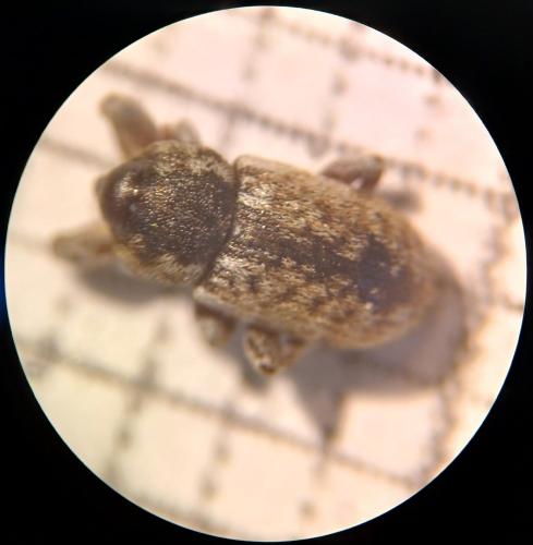 Réf. 352 390 : Pachytychius sp.