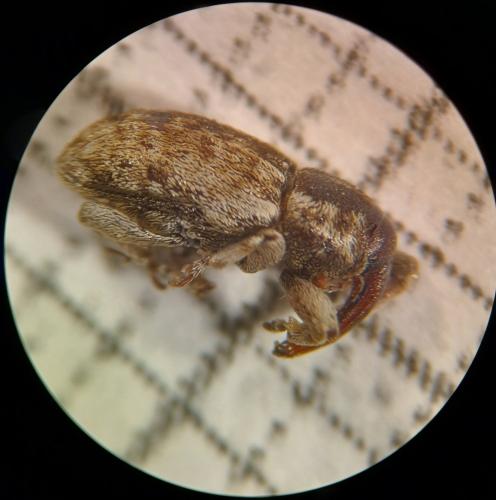 Réf. 352 419 : Pachytychius sp.
