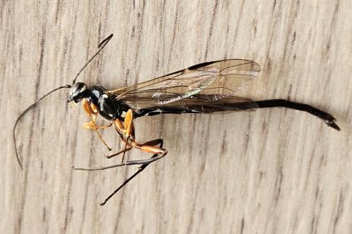 Megarhyssa rixator