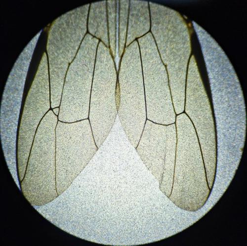 Réf. 352 539 : Megarhyssa rixator