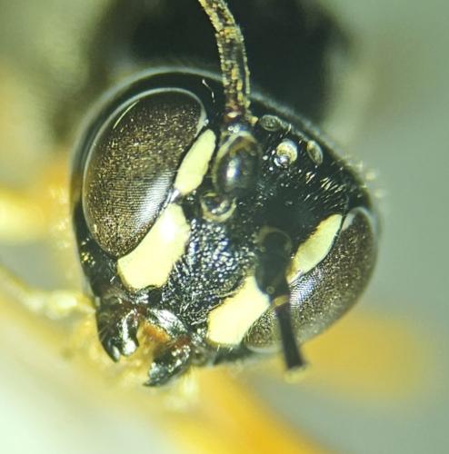 Megarhyssa rixator