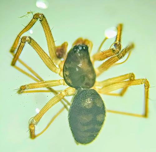 Bathyphantes gracilis