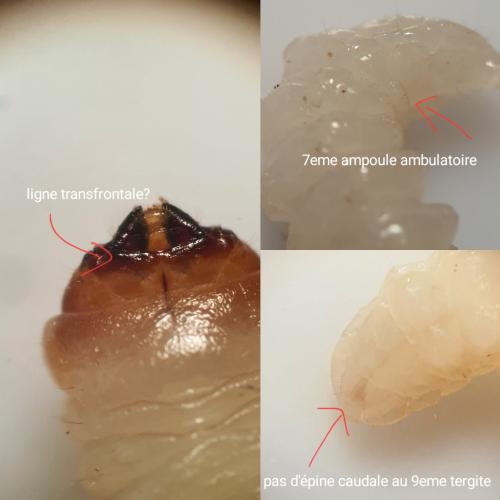 Réf. 352 876 : Rhagium sycophanta