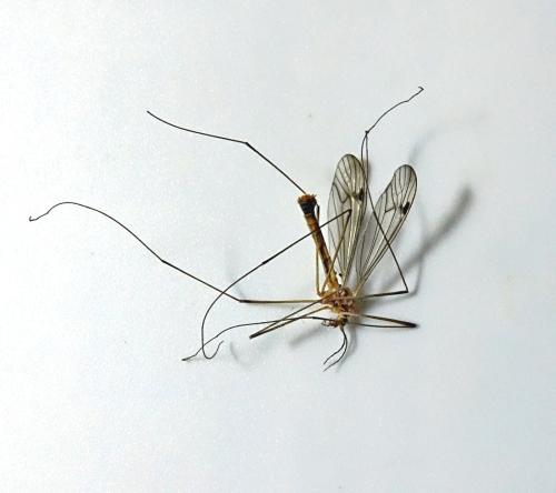 Nephrotoma quadrifaria