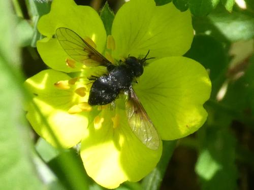 Réf. 352 935 : Bombylella atra