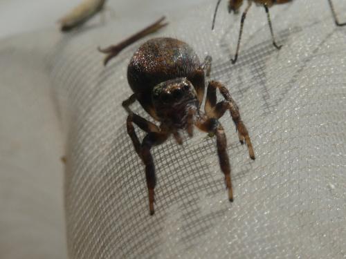 Réf. 352 375 : Evarcha falcata