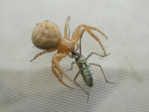 Réf. 352 379 : Xysticus sp.