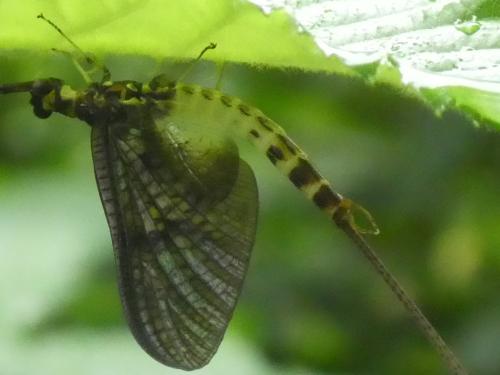 Ephemera danica