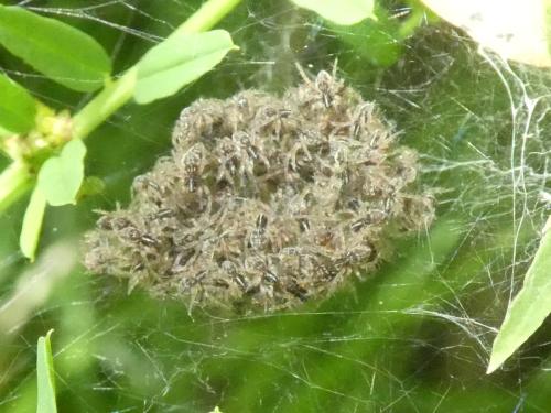 Réf. 352 979 : Pisaura mirabilis
