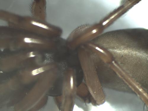 Réf. 352 642 : Dysdera sp.