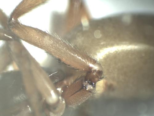 Réf. 352 646 : Dysdera sp.