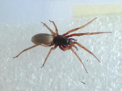 Réf. 352 622 : Dysdera sp.