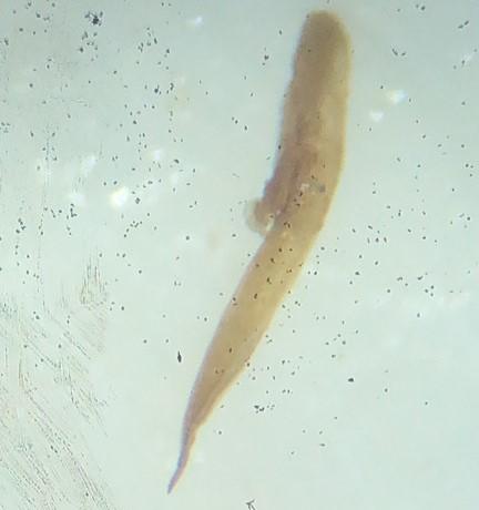 Réf. 352 628 : Longitarsus rutilus
