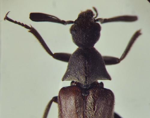 Réf. 352 733 : Ptilophorus dufourii