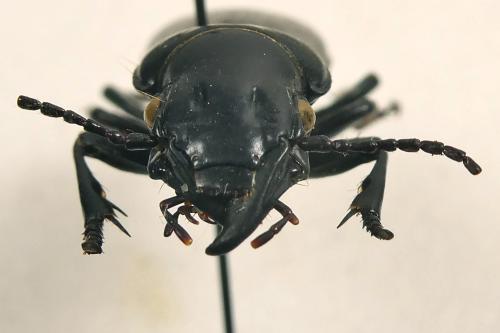 Réf. 352 755 : Percus strictus oberleitneri