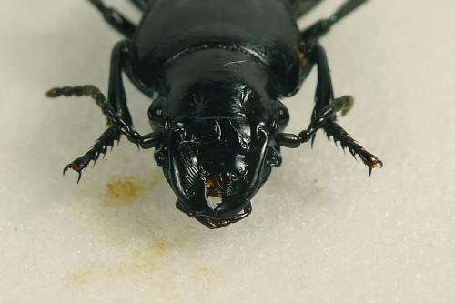Percus dejeanii