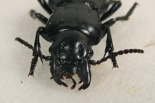 Percus dejeanii